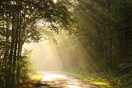 Sunlight falls on the rural road in the misty autumnal forest. Photo taken in September.